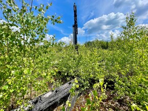 abgebrannter Baumstumpf inmitten wachsender Vegetation