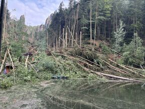 zerstoerter Wald