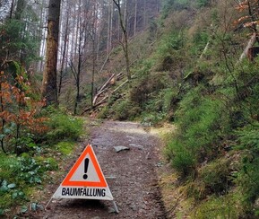 Weg im Wald mit Informationstafel zu Baumfällungsarbeiten
