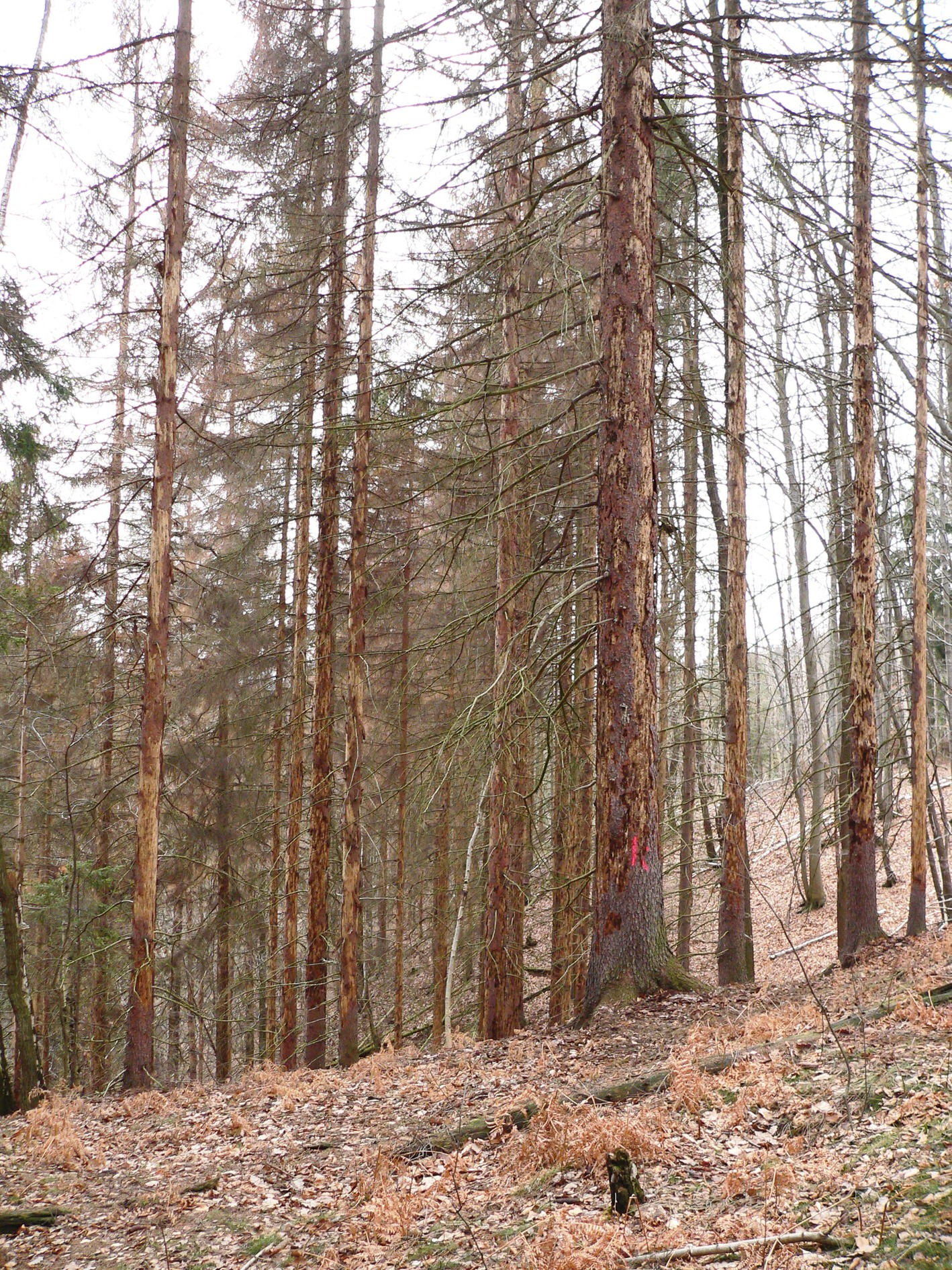 Bäume mit Borkenkäferbefall