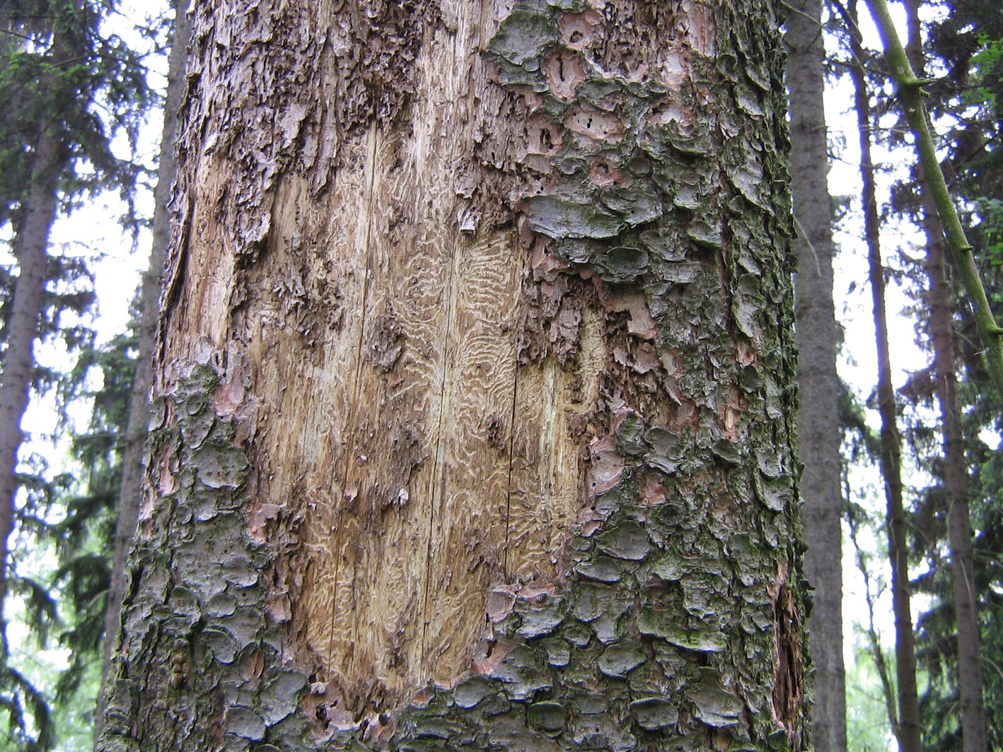 Fichte mit Borkenkäferbefall