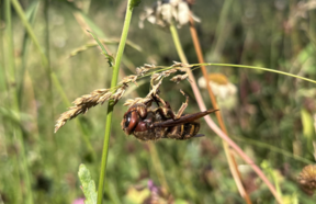 Foto von einer Hornisse