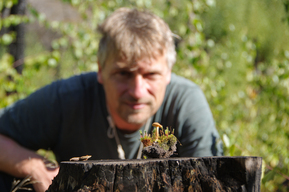 Pilz auf Stamm mit Mann im Hintergrund
