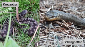 Bild von Kreuzotter und Schlingnatter