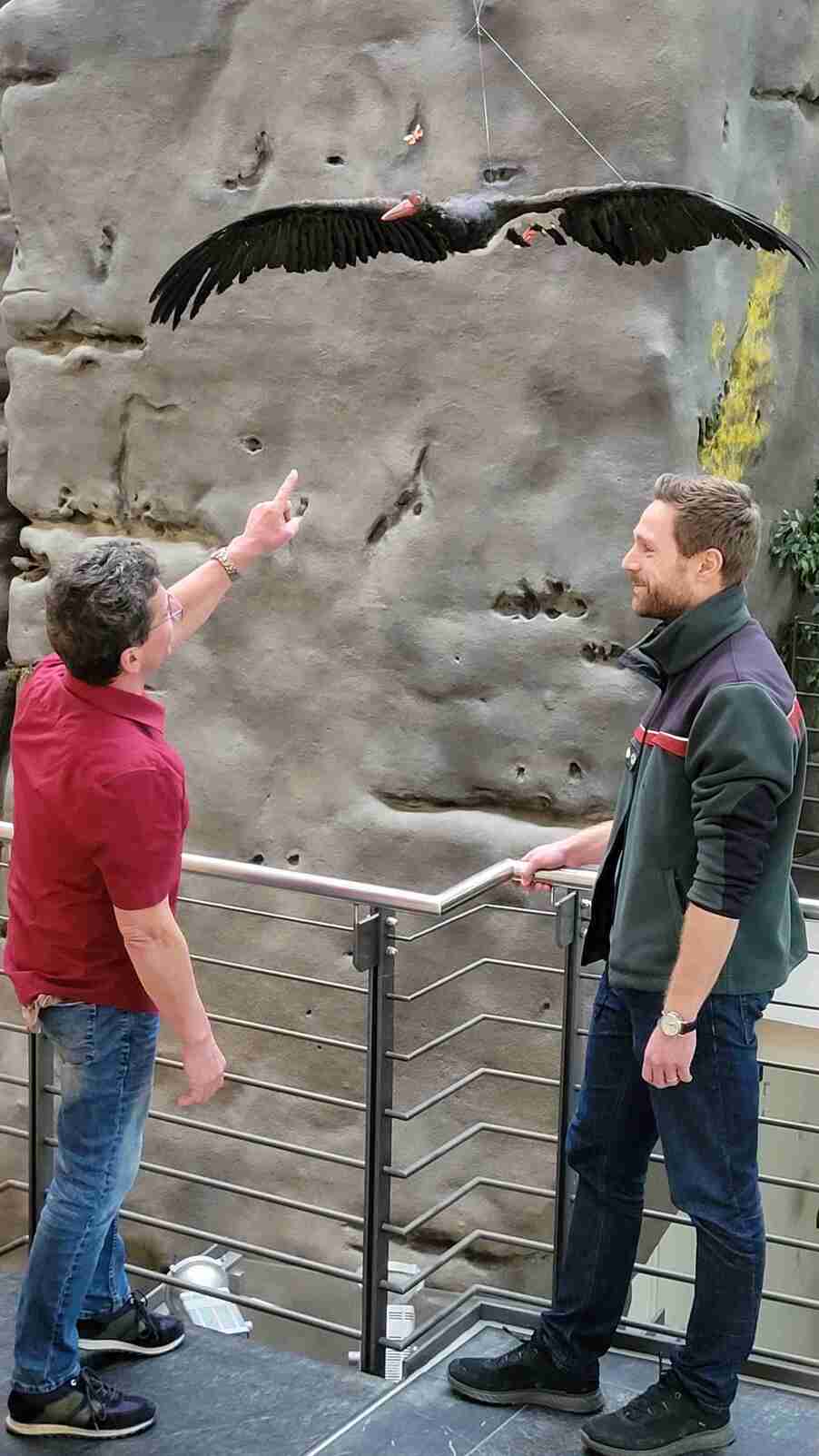 Schwarzstorch im Nationalparkzentrum