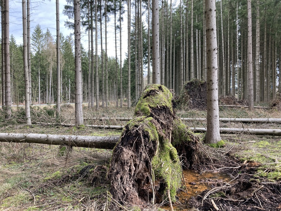 Sturmschaden im Schwarzen Busch bei Dippoldiswalde