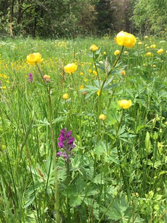 FABio-Maßnahmefläche an der ehemaligen Jugendherberge Schellerhau mit Trollblume und Breitblättrigem Knabenkraut vor Durchführung der notwendigen Pflegearbeiten (Quelle: D. Braun)