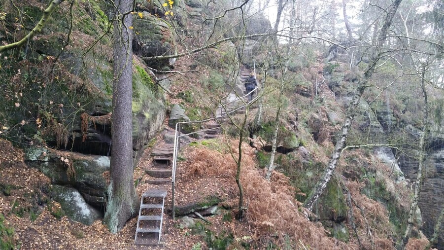 Herbstwald in der Sächsischen Schweiz