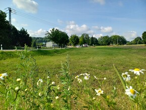 Blick auf eine grüne Wiese