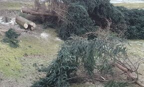 Bäume und Gestrüpp auf Wiese